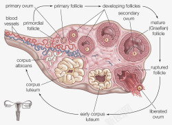 生物生殖女性生殖器官生物医学插图高清图片