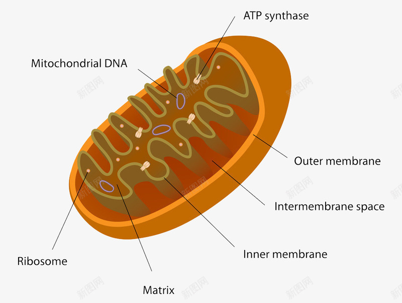 生物医学细胞手绘图png免抠素材_新图网 https://ixintu.com 医学细胞 生物 研究 细胞 结构