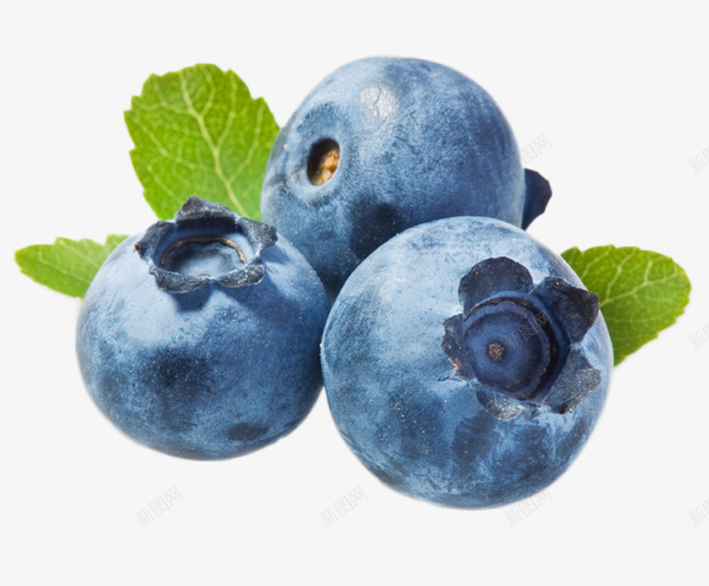 刚采摘的蓝莓png免抠素材_新图网 https://ixintu.com 水果素材 绿色枝叶 美食素材 蓝莓素材