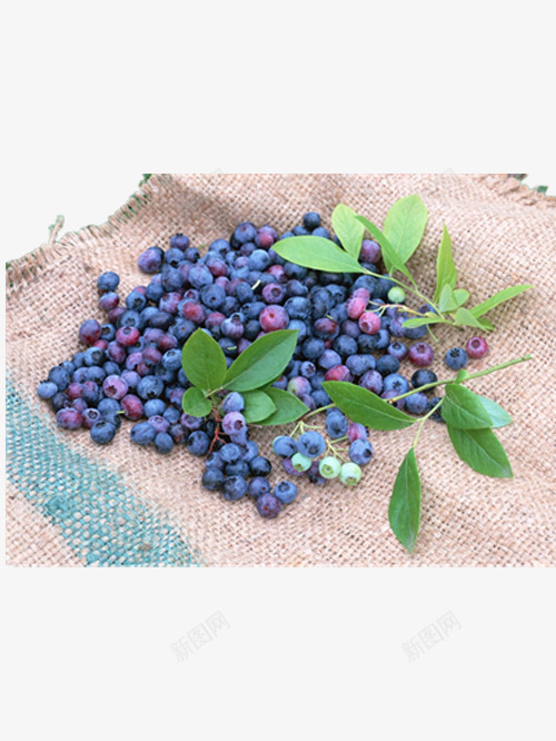 麻布上的蓝莓png免抠素材_新图网 https://ixintu.com 产品实物 可口的蓝莓 好吃的蓝莓 漂亮的蓝莓