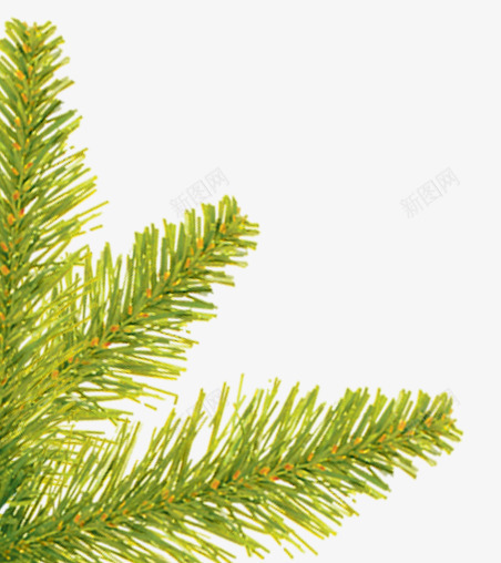 圣诞png免抠素材_新图网 https://ixintu.com 圣诞素材 手绘松枝素材 松树 绿色植物素材