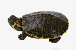 黄耳龟宠物龟素材