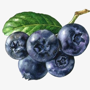 蓝莓果实装饰png免抠素材_新图网 https://ixintu.com 图片 果实 蓝莓 装饰