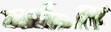 抱在一起休息的白色绵羊png免抠素材_新图网 https://ixintu.com 一起 休息 白色 绵羊