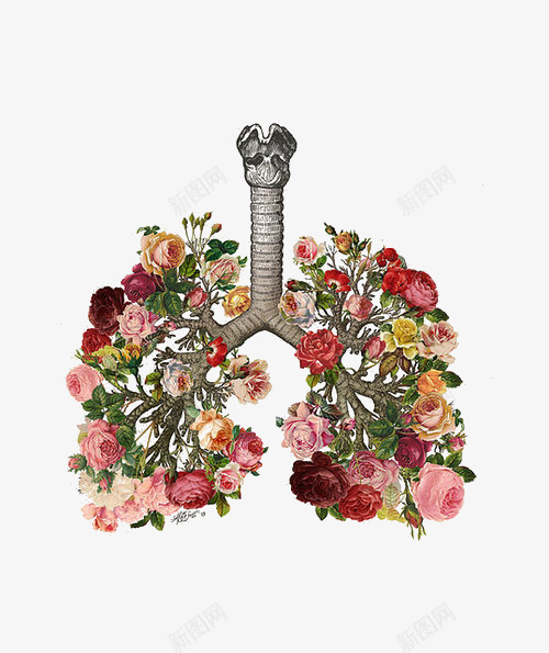 手段形象肺png免抠素材_新图网 https://ixintu.com 器材 手段肺 肝部