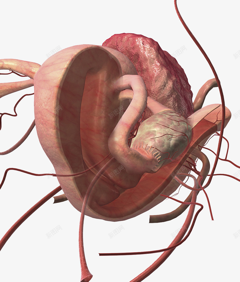 子宫输卵管横切面插图png免抠素材_新图网 https://ixintu.com 人体结构 受精卵 横切面 生理学 血管 解剖 输卵管