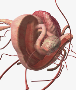 子宫输卵管横切面插图素材