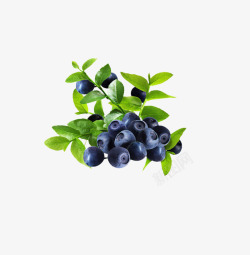 蓝莓和叶子素材