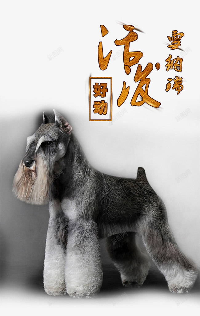 宠物广告png免抠素材_新图网 https://ixintu.com 好动 宠物广告 宠物文化 宠物海报 活泼 艺术字 雪纳瑞