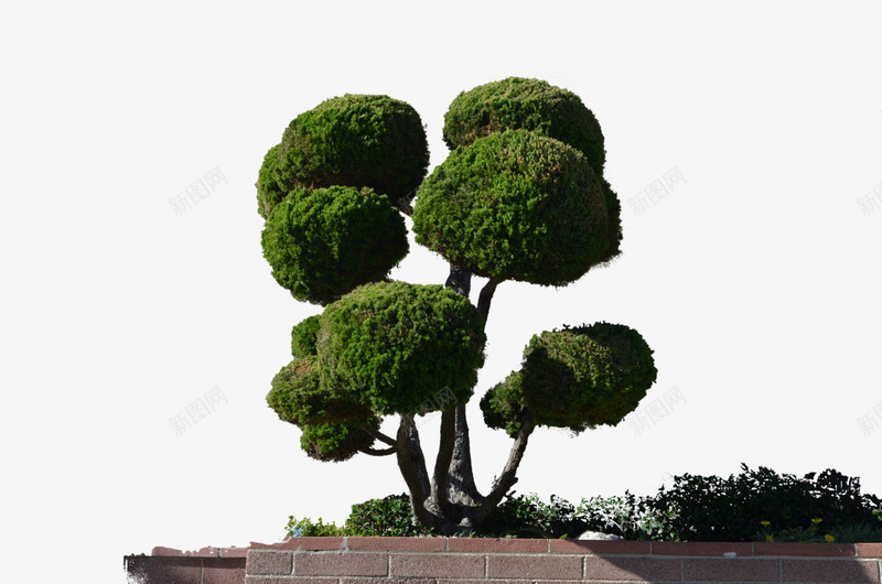 生长在墙上的松树png免抠素材_新图网 https://ixintu.com png素材 生长在墙上的松树
