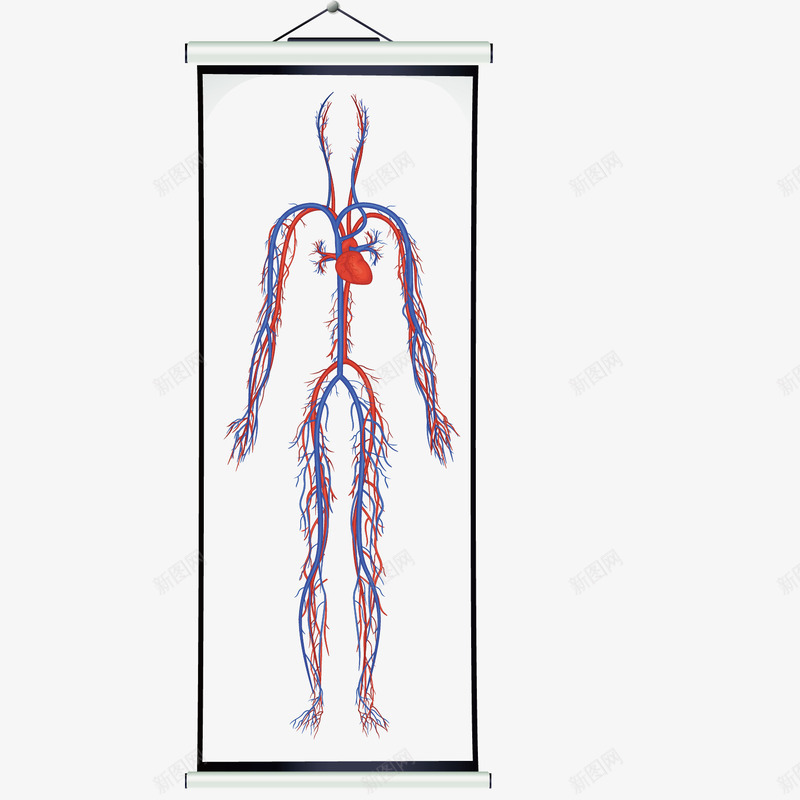 人体血管分布图png免抠素材_新图网 https://ixintu.com 人体结构 动脉 医学相关 血管 静脉
