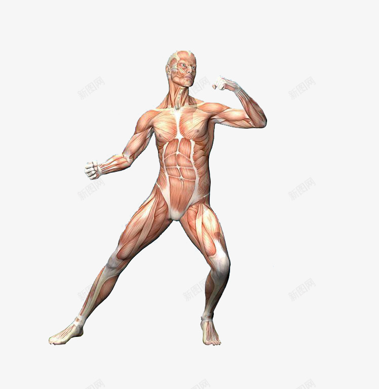 身体部位png免抠素材_新图网 https://ixintu.com 人体组织 医学人体结构 皮肤 神经系统 肌肤组织 艺术品