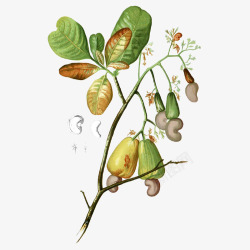 腰果树手绘腰果树植物插画高清图片