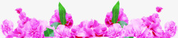 紫色温馨康乃馨花朵装饰素材