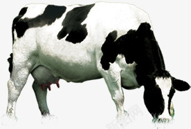 创意合成吃草的奶牛png免抠素材_新图网 https://ixintu.com 创意 合成 奶牛