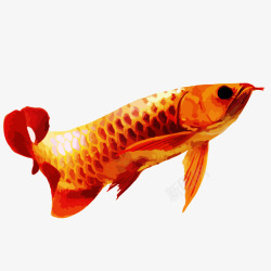 红色观赏鱼手绘风格化红龙鱼高清图片