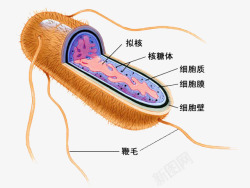 细菌切开图素材