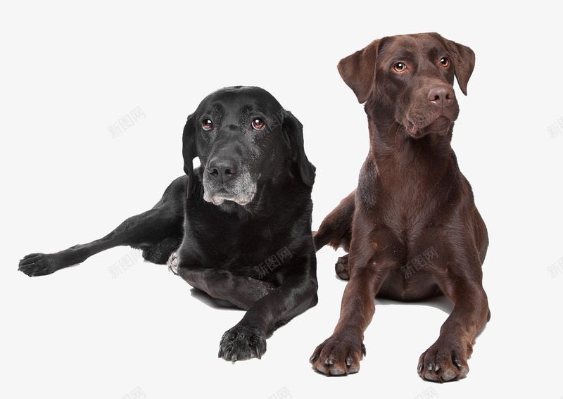 两只拉布拉多犬摄影png免抠素材_新图网 https://ixintu.com 两只拉布拉多犬摄影 动物 实物 宠物狗 拉布拉多 拉布拉多犬 褐色 驯服 黑发 黑色狗