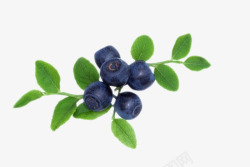实物分支带叶子野生蓝莓素材