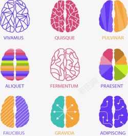 大脑结构图多种多样大脑结构图高清图片