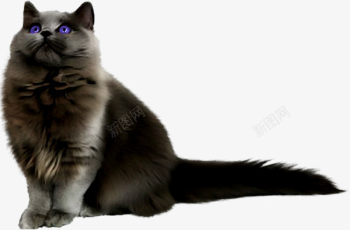黑色波斯猫png免抠素材_新图网 https://ixintu.com 可爱望天动物 波斯猫 高贵猫 黑猫