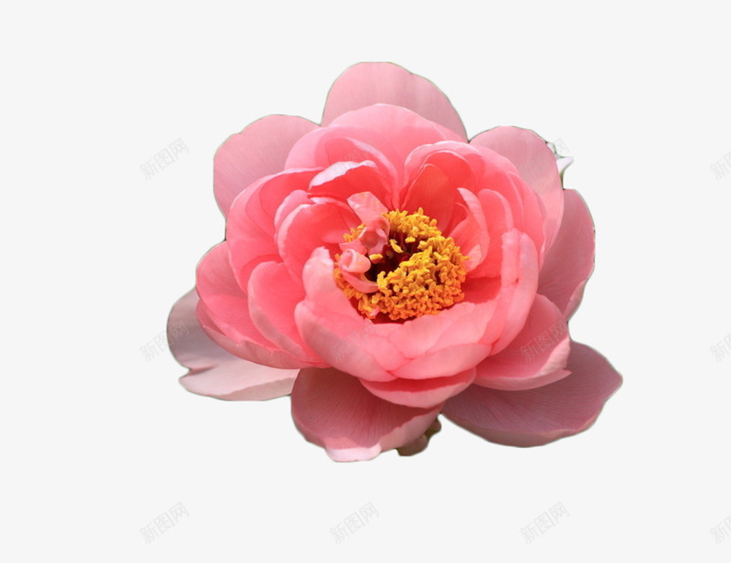 花朵18png免抠素材_新图网 https://ixintu.com 一朵花 粉丝花 花朵 花瓣