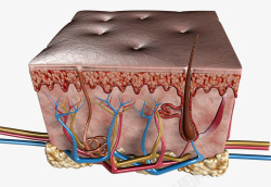 皮肤血管素材