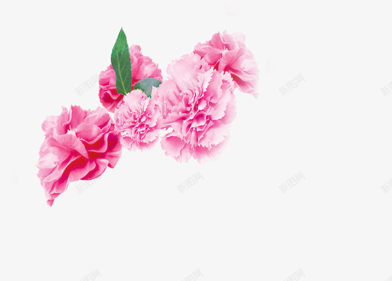 粉色温馨花朵装饰母亲节png免抠素材_新图网 https://ixintu.com 母亲节 温馨 粉色 花朵 装饰