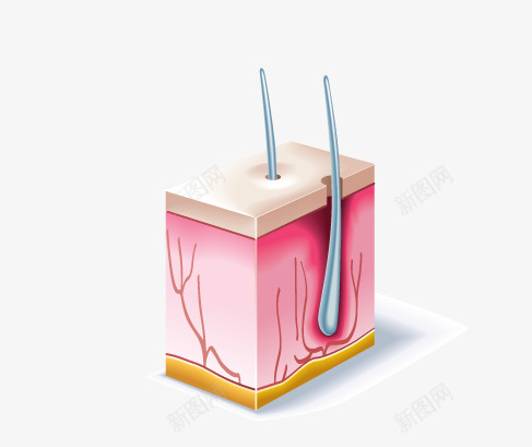 皮肤肌理png免抠素材_新图网 https://ixintu.com 人体 器官 皮肤结构