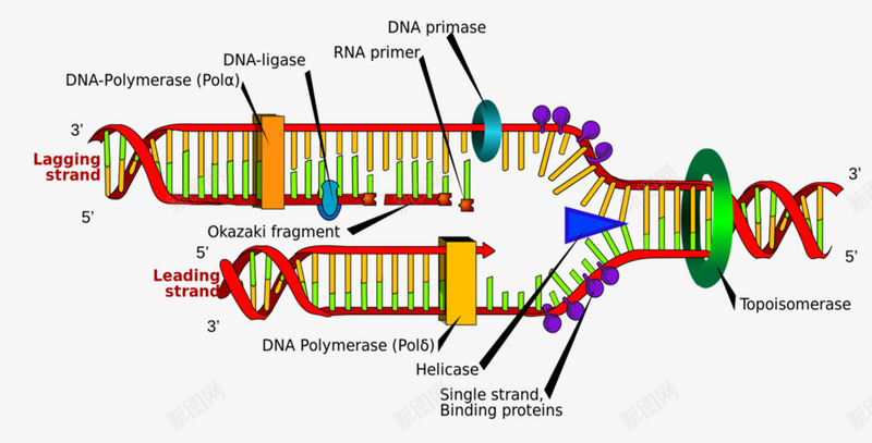 染色体遗传物质png免抠素材_新图网 https://ixintu.com 双螺旋结构 染色体 生物学 遗传物质