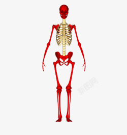 骨头架人体骨头架高清图片