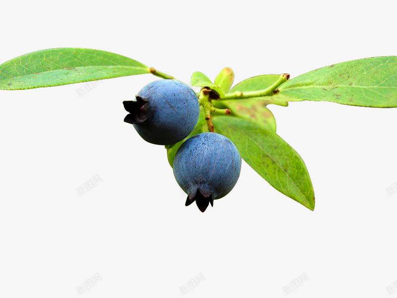 蓝莓可口的蓝莓png免抠素材_新图网 https://ixintu.com 植物 水果 蓝莓 蓝莓枝 蓝莓汁