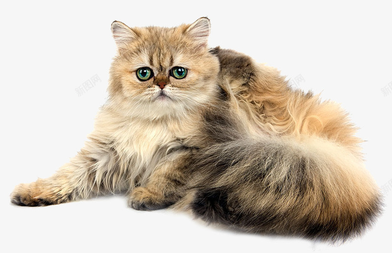 波斯猫宠物png免抠素材_新图网 https://ixintu.com 可爱的波斯猫 很萌 躺着的猫 黄色波斯猫 黑黄相间