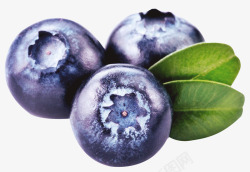 紫色蓝莓素材