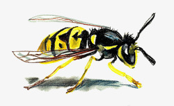 蜂房手绘蚂蜂形象高清图片