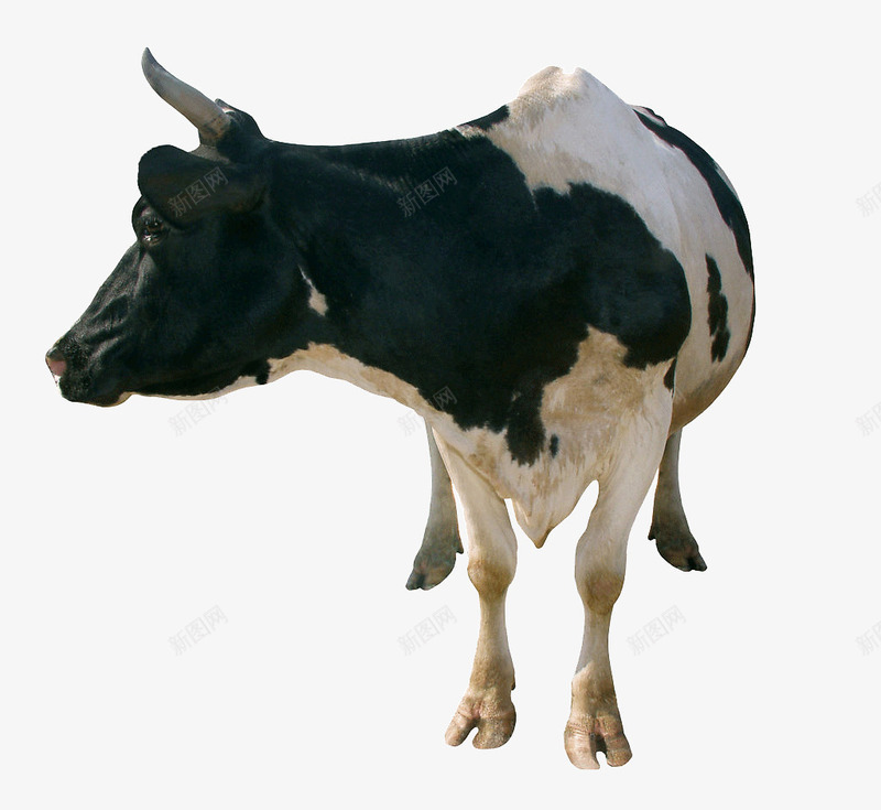 一只大大的奶牛回头看png免抠素材_新图网 https://ixintu.com 回头 奶牛 看东西 站着
