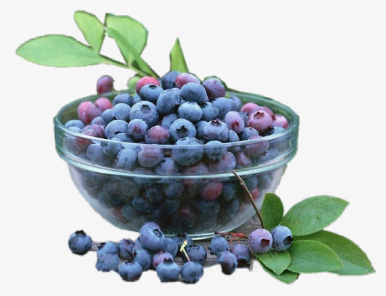 叶子和蓝莓png免抠素材_新图网 https://ixintu.com 果子 水果 绿叶 蓝莓