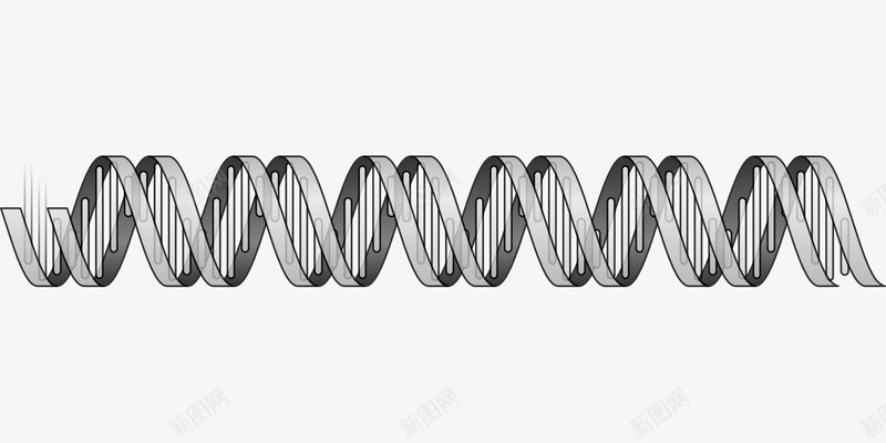 基因的螺旋结构png免抠素材_新图网 https://ixintu.com 人类 双螺旋结构 基因组 生物学