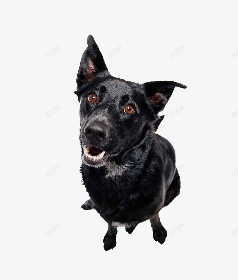 可爱的全身黑狗png免抠素材_新图网 https://ixintu.com 其他 可爱 黑狗