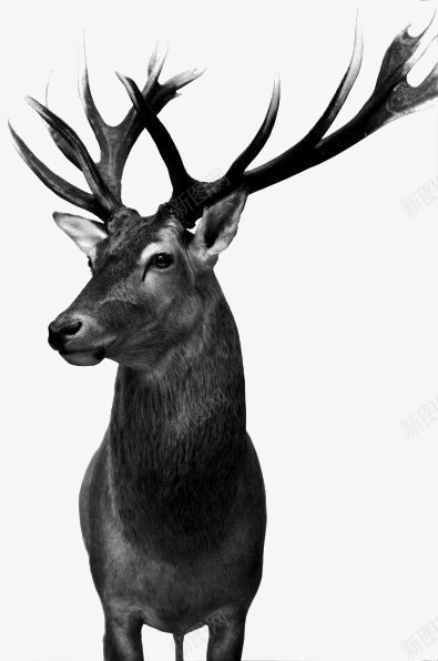 素描麋鹿png免抠素材_新图网 https://ixintu.com 动物 手绘麋鹿 麋鹿插画 黑色麋鹿