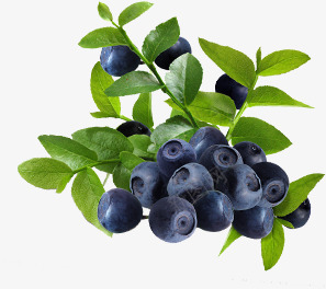 蓝莓水果植物png免抠素材_新图网 https://ixintu.com 植物 水果