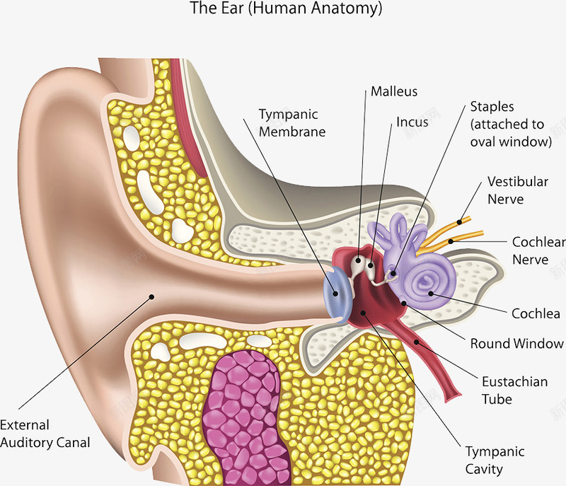 耳朵细胞结构png免抠素材_新图网 https://ixintu.com 人耳朵 医学插图 备注 细胞