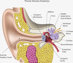 耳朵细胞结构素材