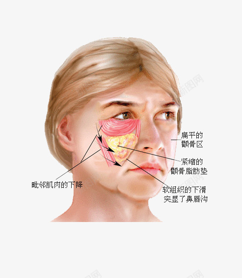 人物面部结构png免抠素材_新图网 https://ixintu.com 剖析图 皮下组织 皮肤结构图 肌肤组织