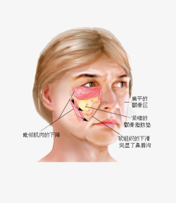 皮肤结构图人物面部结构高清图片