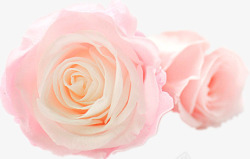 香味持久粉色的玫瑰花高清图片