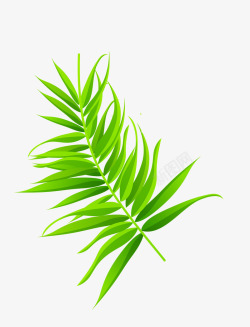 绿色椰树叶子图素材