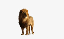 动物之王狮子素材