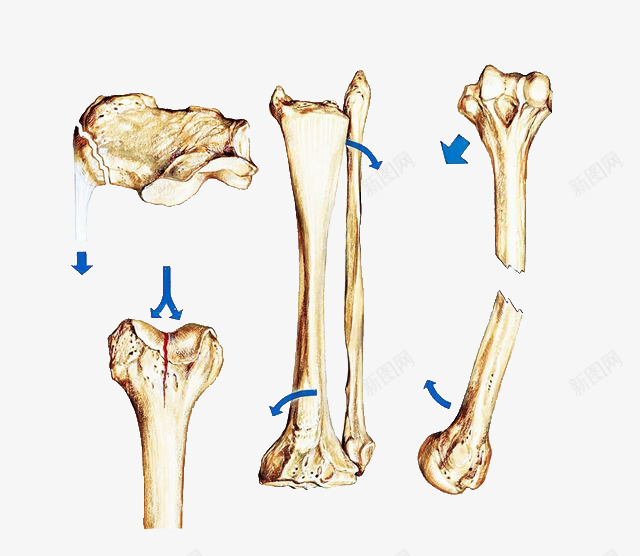 手绘骨头结构png免抠素材_新图网 https://ixintu.com 分解 医学研究 骨 骨头 骨骼 骨骼结构 骨髓