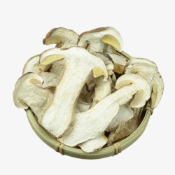 松树蘑菇素材